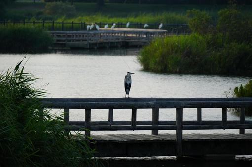 池の鳥 池の鳥の写真