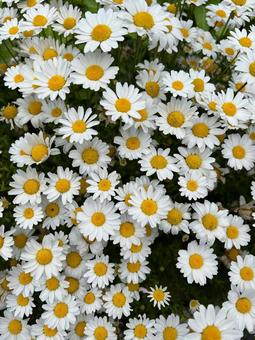 花 花 春,フラワー,景色の写真素材