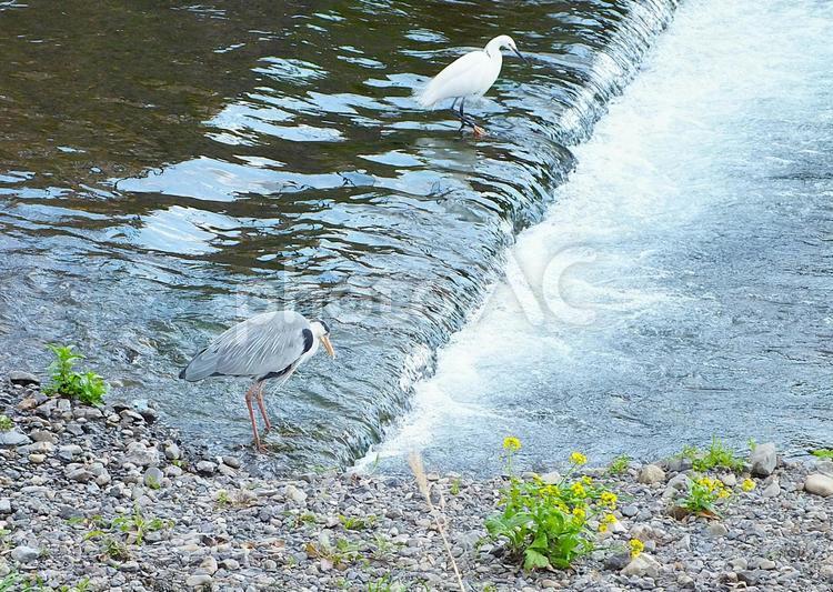 水の流れを見つめるアオサギとシロサギ 鷺,アオサギ,シロサギの写真素材