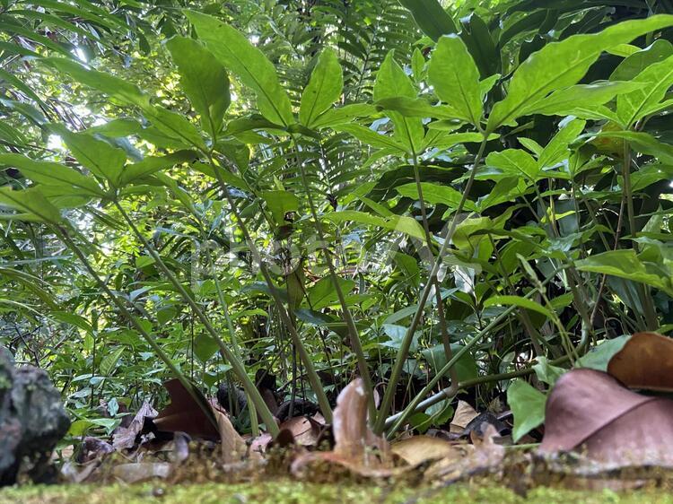 虫の目になって、葉を見上げる 葉,自然,木材の写真素材