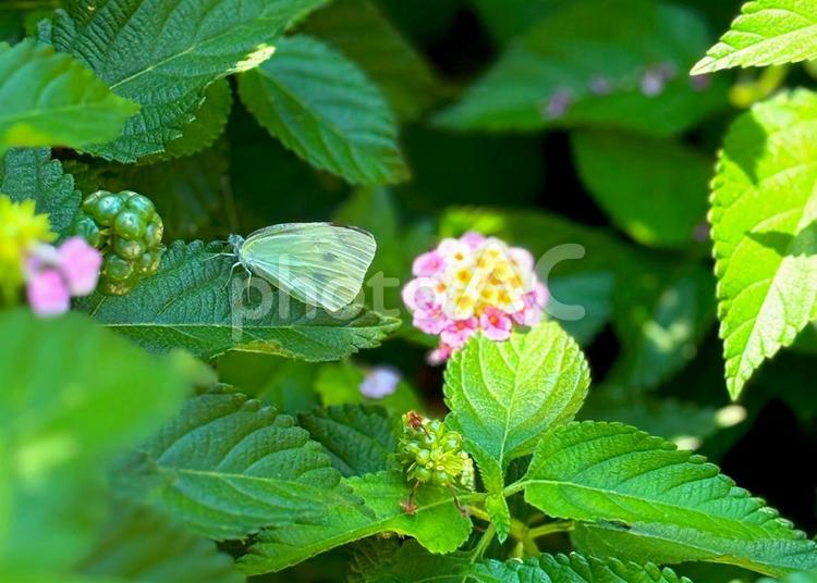 ちょうちょ 自然,虫,昆虫の写真素材