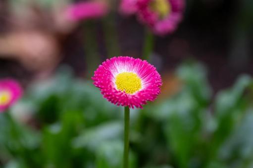 鮮やかなフクシアピンクのヒナギク ヒナギク,デージー,雛菊の写真素材