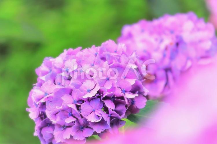 新緑と鮮やかな青紫の紫陽花の花 植物,花,あじさいの写真素材