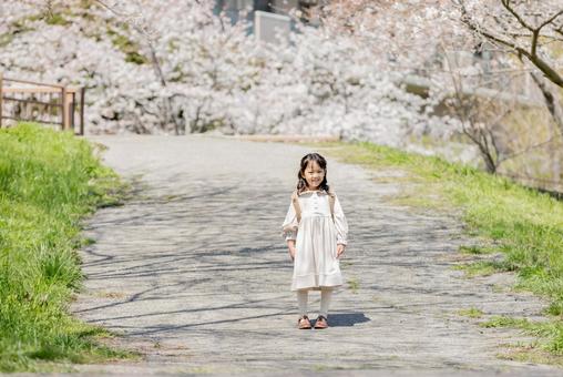 小学新一年生 桜 春 小学新一年生 桜 春 新一年生,一年生,ランドセルの写真素材