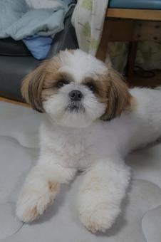 トリミング前のシーズーの写真