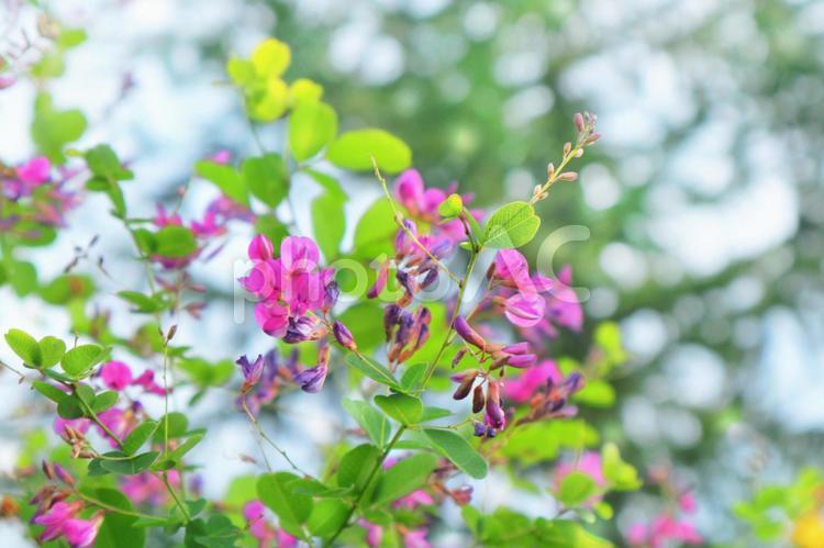 秋の森の縁に咲いたピンクの萩の花 花,秋,萩の写真素材
