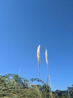 ススキ タテ ススキ タテの写真