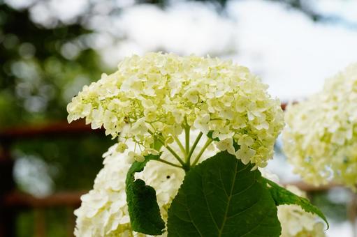 アジサイの花 アジサイの花の写真