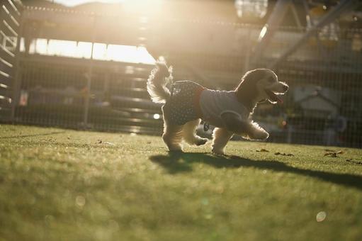 逆光の中を歩くワンコ 犬,ミックス犬,可愛い犬の写真素材