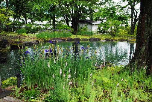 初夏の中之条ガーデンズ 初夏の中之条ガーデンズ 群馬県,中之条町,中之条ガーデンズの写真素材