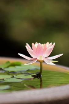 蓮の花 蓮の花の写真