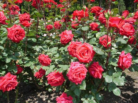 rose rose