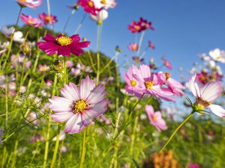 秋空に揺れる花の詩 秋空に揺れる花の詩 コスモス,秋,花畑の写真素材