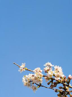 桜の花 桜の花の写真