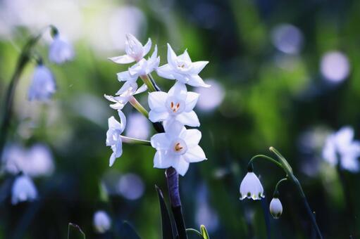 スイセンとスノーフレークの花のある風景 花,スイセン,植物の写真素材