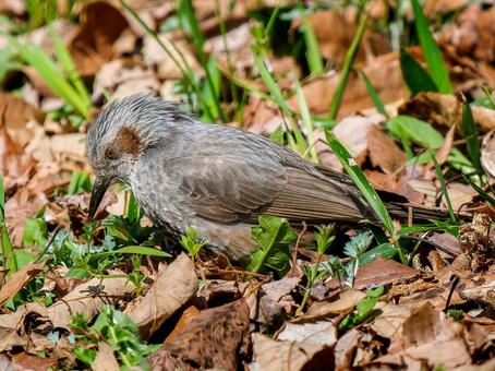 地面を歩くヒヨドリ 地面を歩くヒヨドリ ヒヨドリ,野鳥,鳥の写真素材