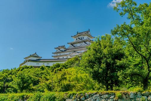 緑に包まれた姫路城 緑に包まれた姫路城 歴史,姫路城,白鷺城の写真素材