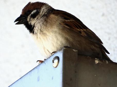Singing sparrow, JPG Singing sparrow, JPG