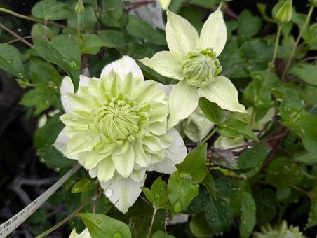 クレマチスの写真