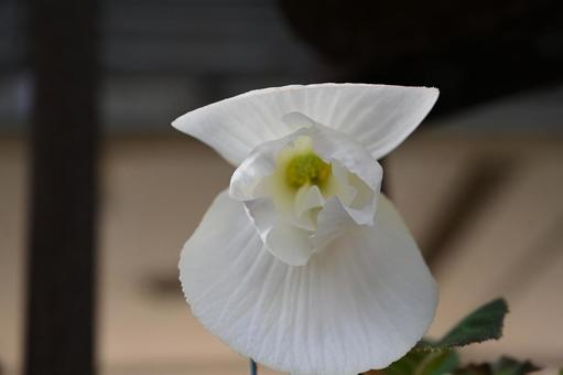 Photo, begonia, white flower, inside the house, 