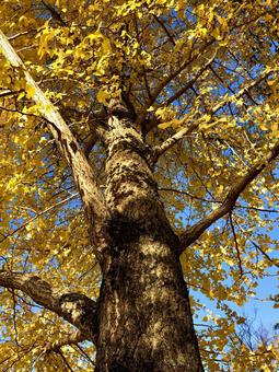 下から見たイチョウの木の写真