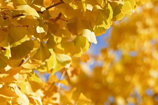 太陽光に輝く黄金色のイチョウ イチョウ,銀杏,葉の写真素材