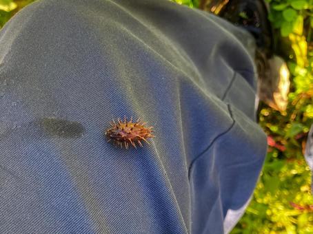 オナモミ2 オナモミ2の写真