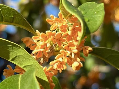 金木犀 金木犀,花,植物の写真素材