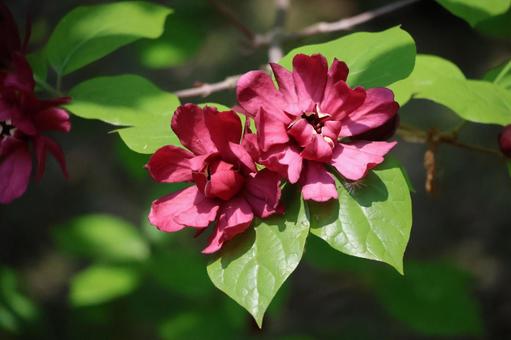 枝先の赤紫のカリカンサスの花のアップ 枝先の赤紫のカリカンサスの花のアップの写真