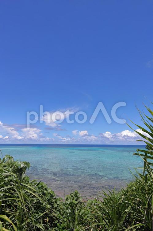 茂みの向こうに見える青い海 サンゴ礁,浅瀬,遠浅の写真素材