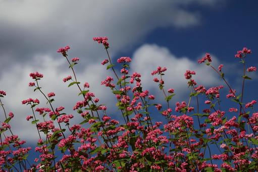 ピンクの花の赤そばの畑と雲と青空の風景の写真