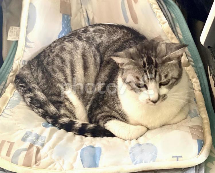 ソファに乗るサバ白にゃんこ様 猫,可愛い,サバシロの写真素材