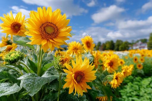 青空と満開のひまわり 青空と満開のひまわり ひまわり,花畑,黄色の写真素材