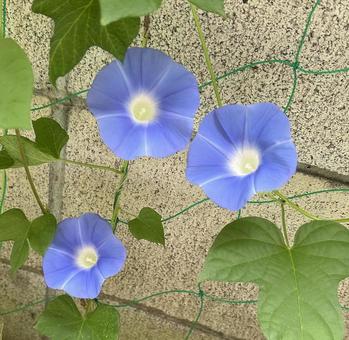 朝顔 朝顔,花,青いの写真素材