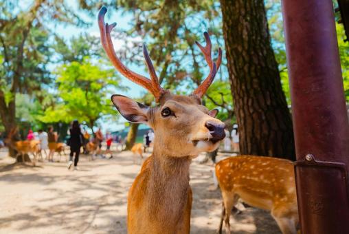 【奈良】奈良の鹿 お寺巡り 2025 【奈良】奈良の鹿 お寺巡り 2025の写真