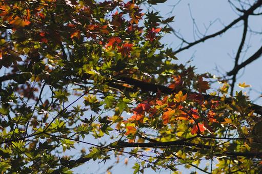 紅葉はじめの写真