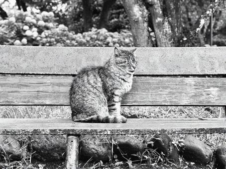 猫とベンチ 猫とベンチ 猫,野良猫,ベンチの写真素材