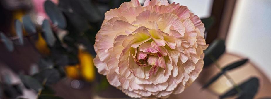 Photo, pink, flower, floral, 