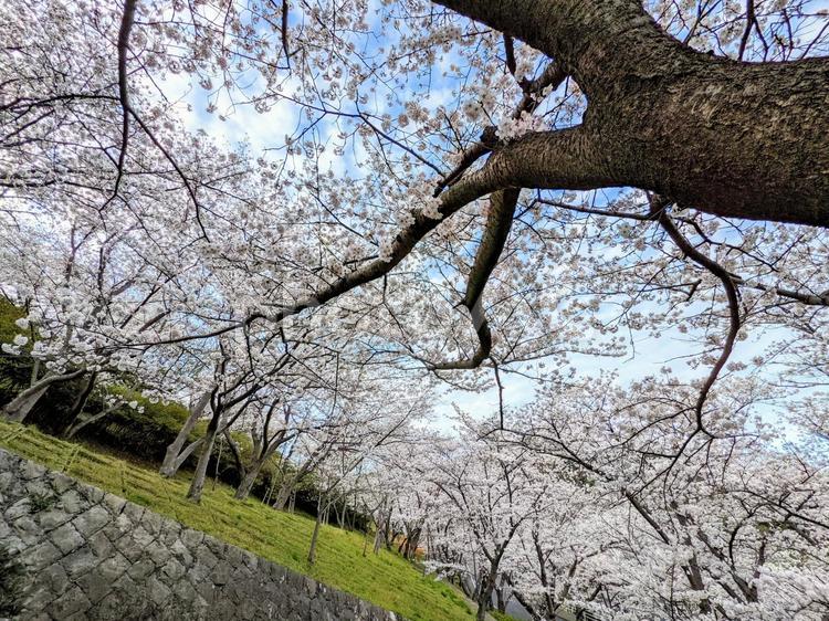 桜と空(長崎市立山公園④) 桜,春,花の写真素材