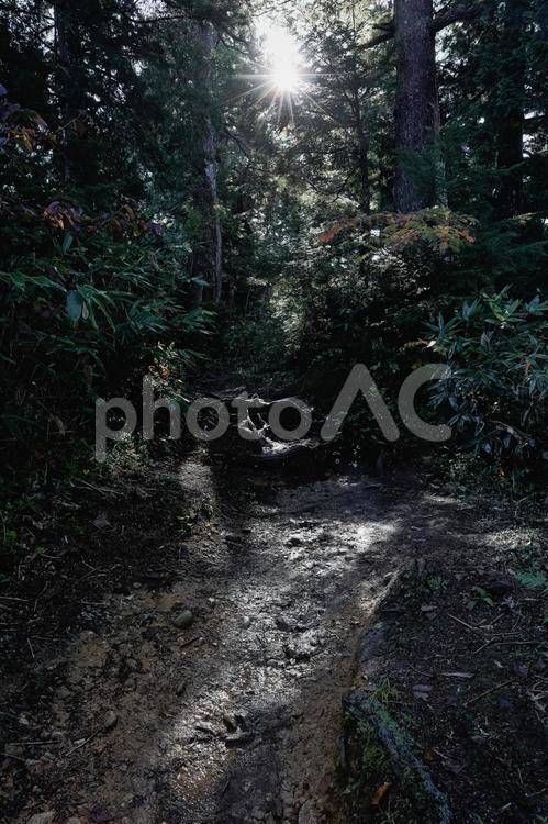 絶景が待ち受けている、朝の登山道　縦位置 木,光,太陽の写真素材