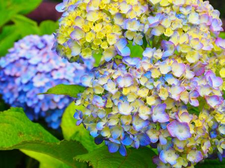 花 紫陽花(アジサイ)黄色と青のグラデーション/後ろボケ撮影 花 紫陽花(アジサイ)黄色と青のグラデーション/後ろボケ撮影の写真