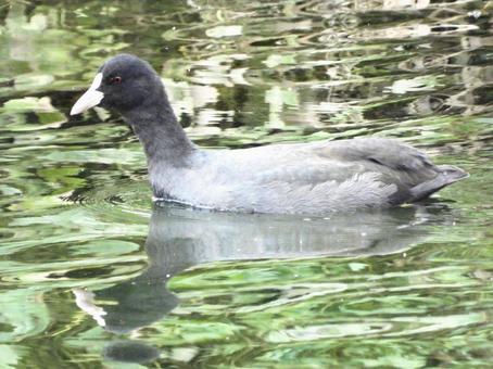 川面を泳ぐオオバンの写真