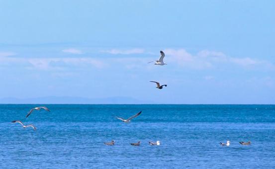 海鳥と夏のオーシャンビュー 海鳥と夏のオーシャンビューの写真