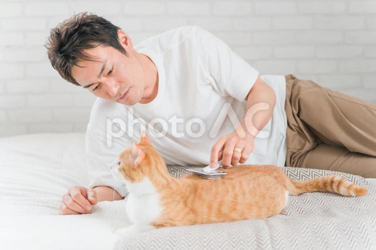 換毛期に猫のブラッシングをする男性 猫,ブラッシング,換毛期の写真素材
