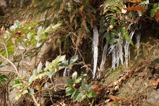icicle, JPG