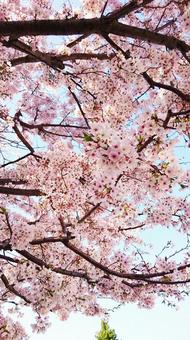 桜2 桜2の写真