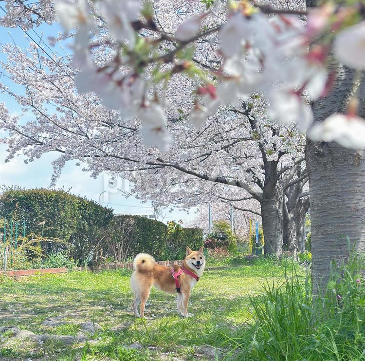 満開の桜と柴犬 桜,満開,4月の写真素材