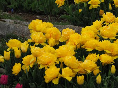 八重咲チューリップの写真