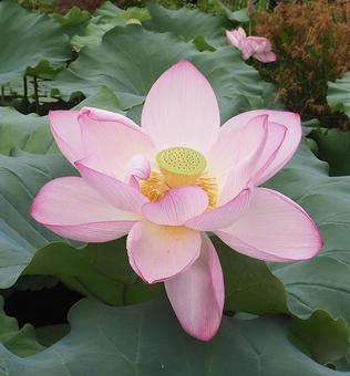ハスの花 ハスの花の写真