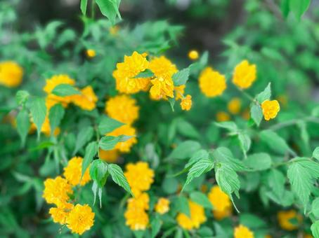 ヤマブキ ヤマブキの写真